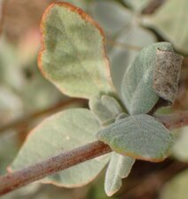Eriogonum cinereum Leaf